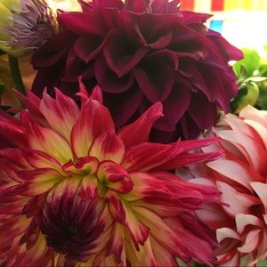 Meet your Posher, Kara